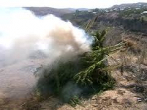 Այրման միջոցով ոչնչացվել է 1284,7 կգ վայրի աճած կանեփի կանաչ զանգված